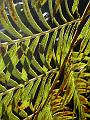 Fertile fronds of fern, Fern house, Royal Botanic Gardens IMGP2575